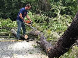 Best Tree Maintenance Programs  in Linganore, MD
