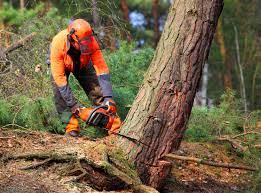 Best Commercial Tree Services  in Linganore, MD