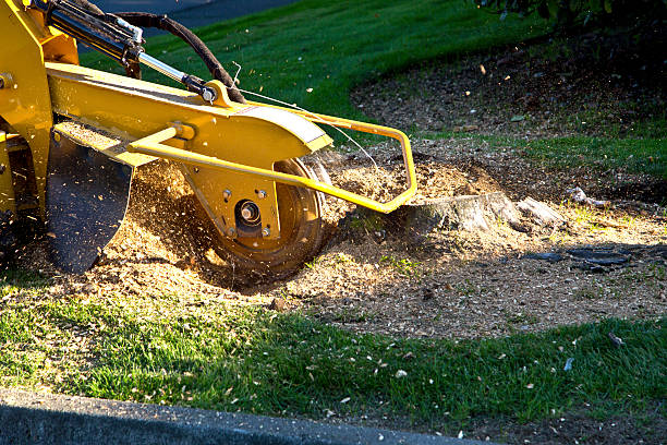 Best Pest Control for Lawns  in Linganore, MD