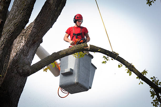 Best Tree Health Inspection  in Linganore, MD
