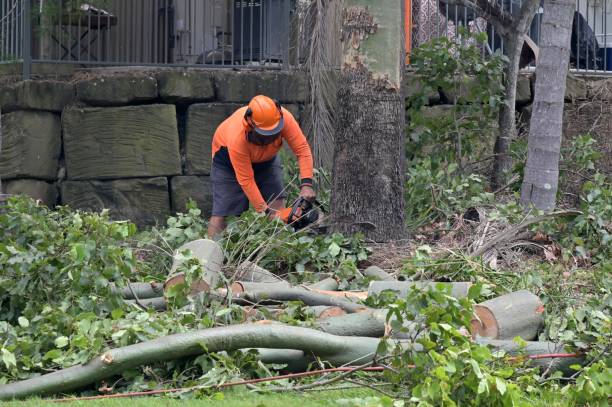 Best Utility Line Clearance  in Linganore, MD